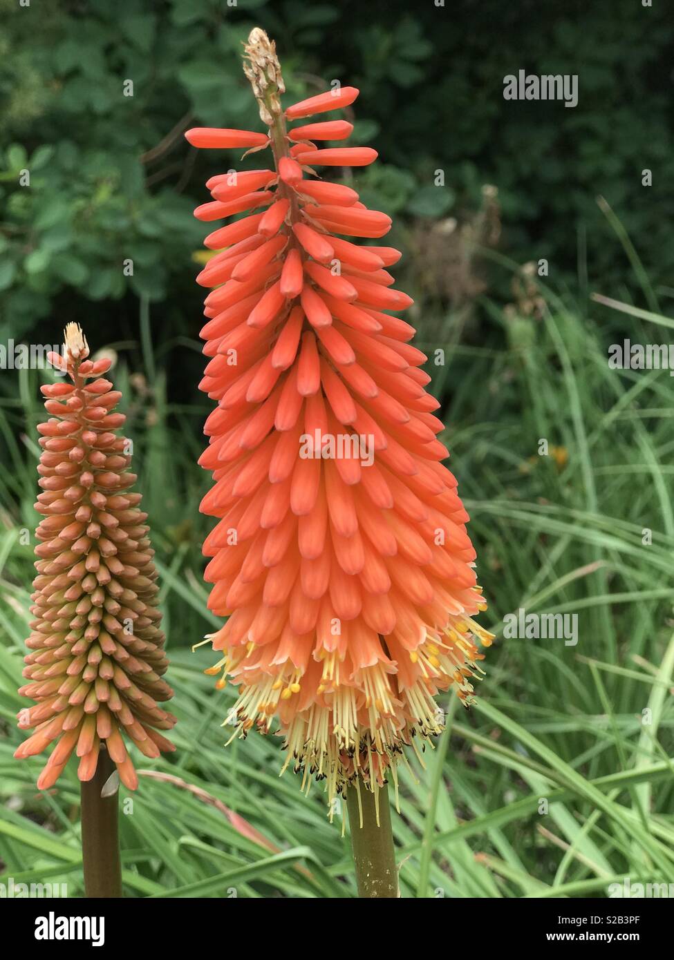 Kniphofia tritoma, auch genannt, red hot Poker, Taschenlampe Lily, knofflers oder Poker Pflanze, ist eine Gattung der blühenden Pflanzen Stockfoto