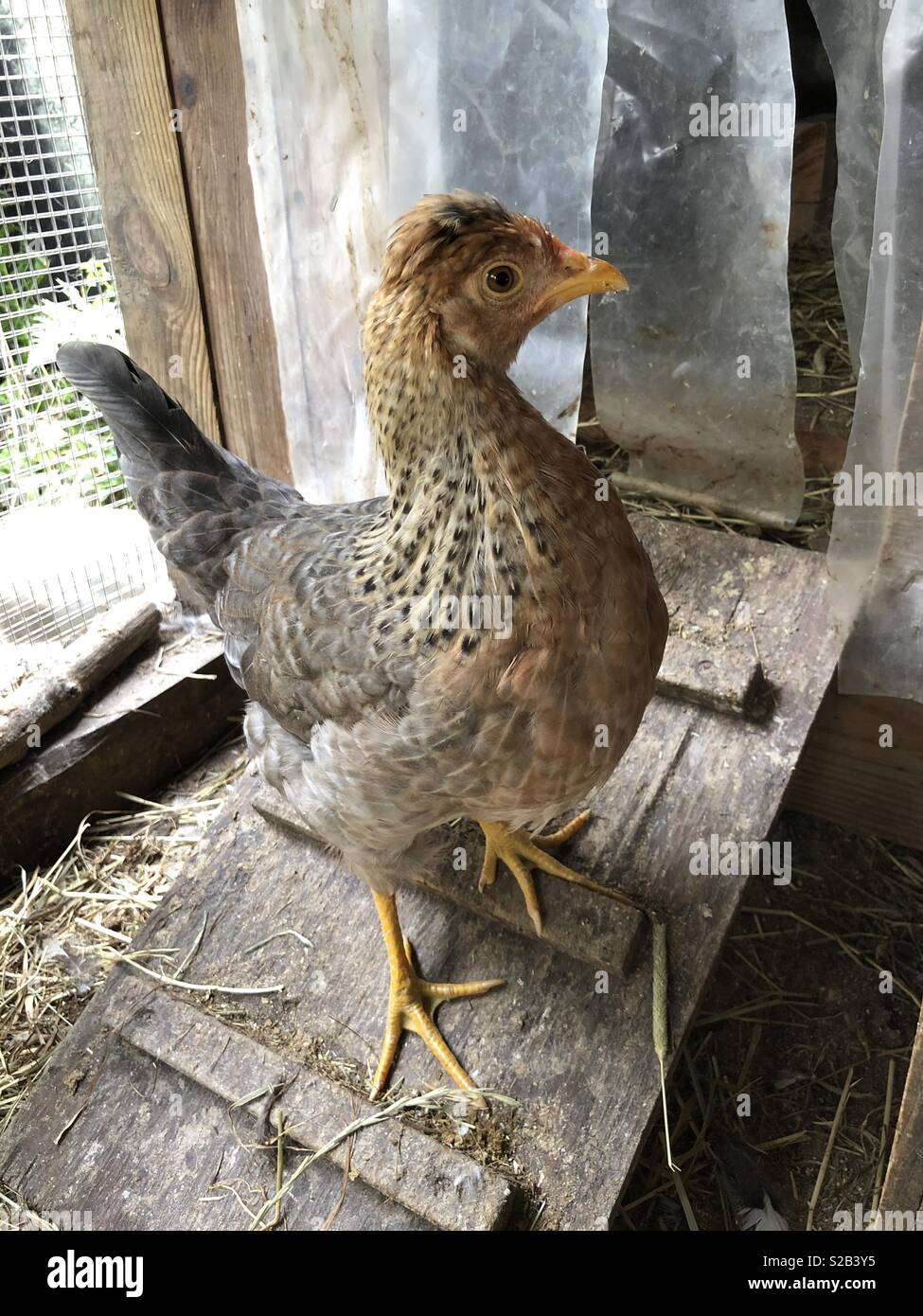 Eine creme Bein bar Henne Huhn, stehend auf einem Holz Rampe in einen Hühnerstall Stockfoto