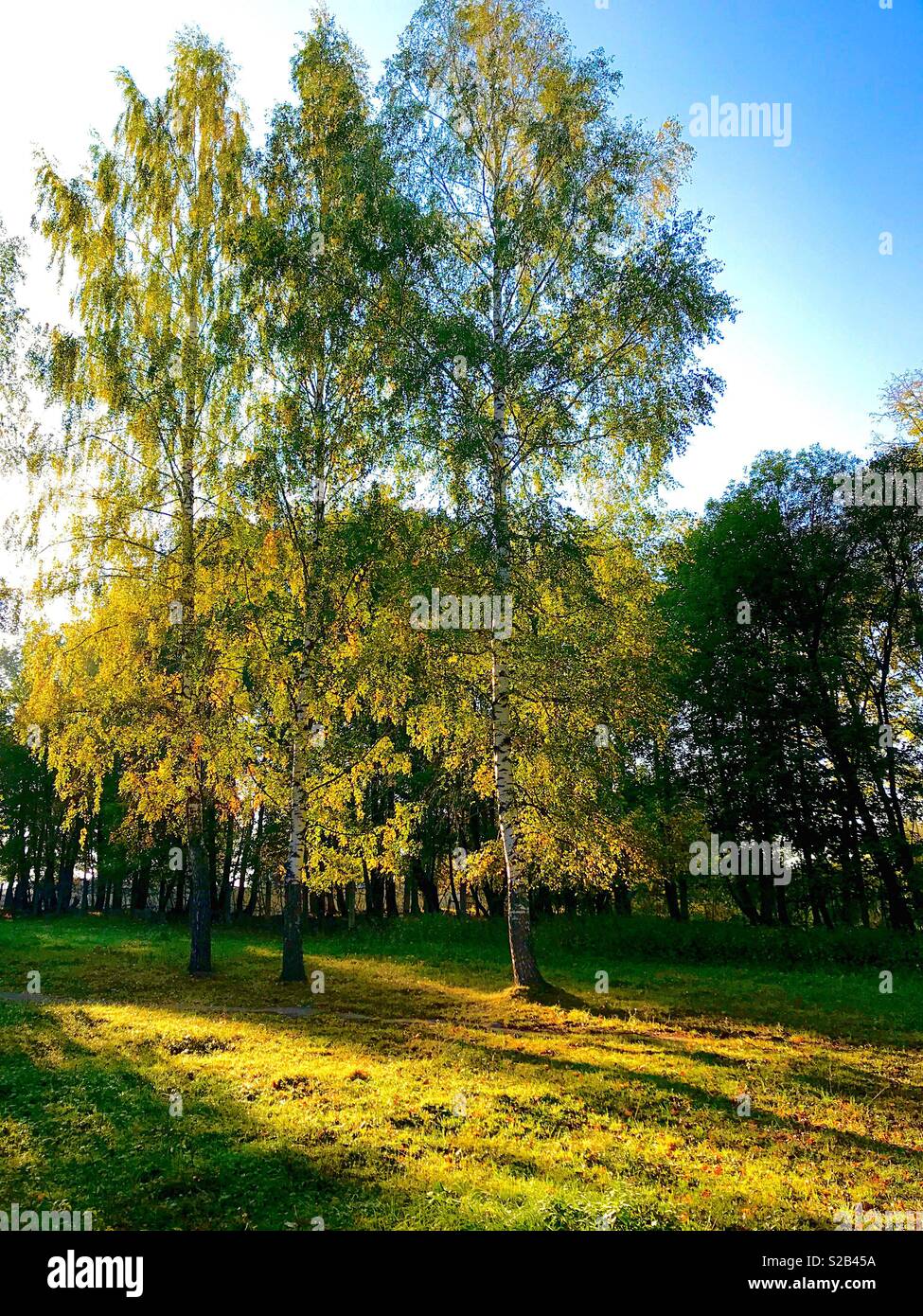 Helle Herbst Landschaft - Smartphone-aufgenommenes Stockfoto