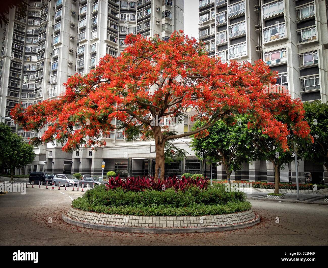 Eine Flamme Baum (delonix Regia), auch als "Flamme der Wald, Royal Poinciana, extravagant, oder Phoenix Baum in Chinesisch (凤凰木) bekannt, in Tin Shui Wai, New Territories, Hong Kong - Smartphone-aufgenommenes Stockfoto