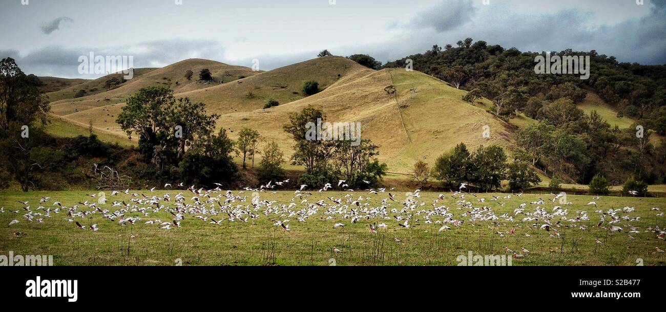 Eine Herde von galahs nimmt Flug, gestört, während der Fütterung auf Grassamen in offenen Rinder weiden Land, NSW, Australien - Smartphone-aufgenommenes Stockfoto