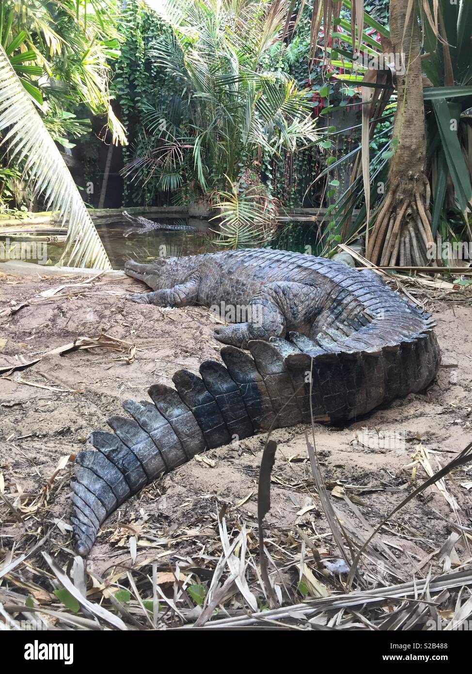 Sunda Gharial - in der Wildnis ausgestorben Stockfoto