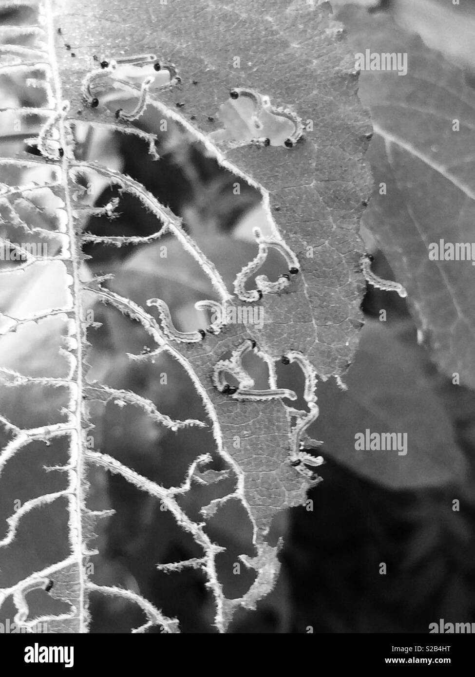 Sawfly Larven essen ein Blatt (schwarz und weiß) Stockfoto
