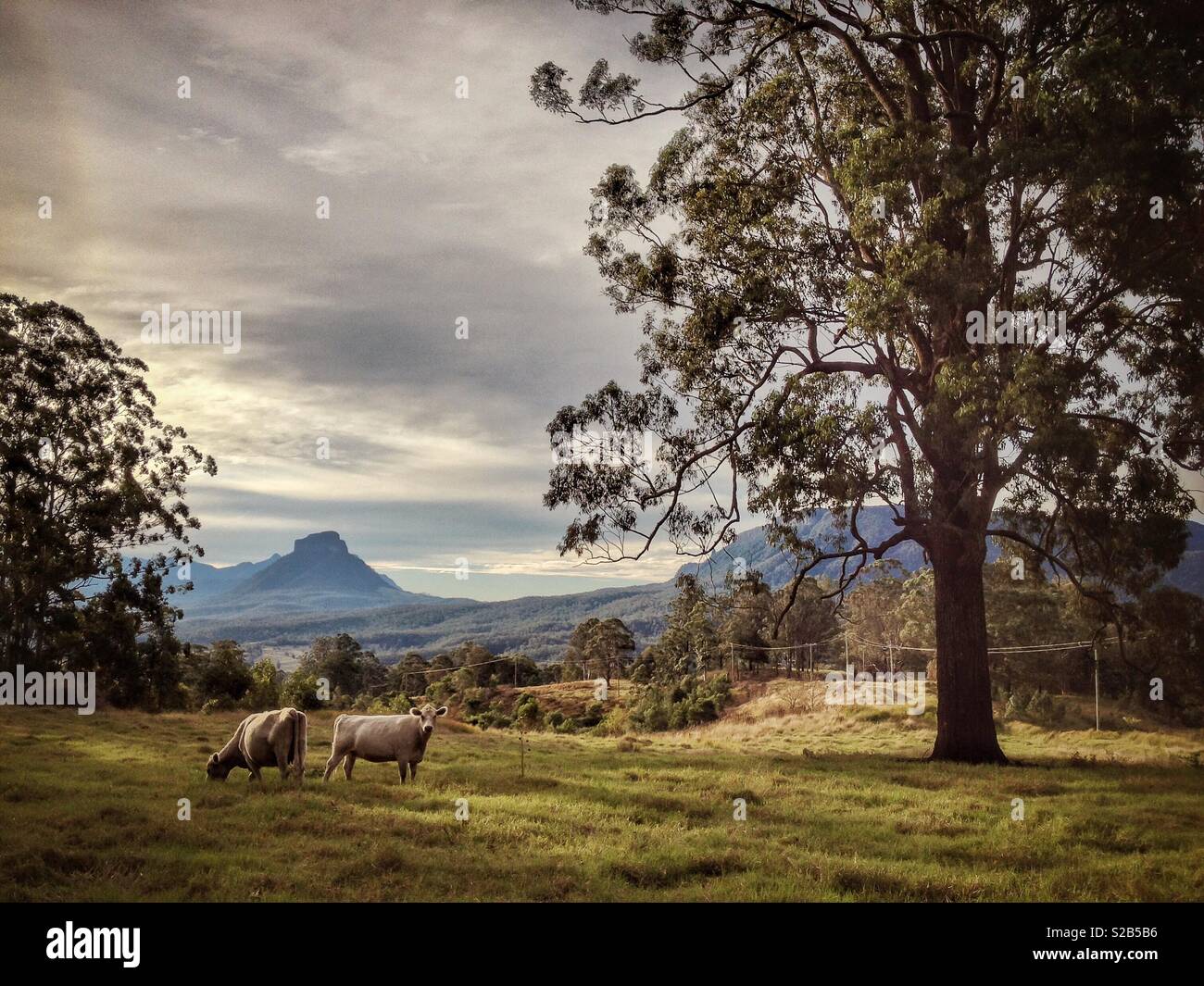 Mount Lindesay, an der Grenze zwischen New South Wales und Queensland, Australien, über gelöscht Rinder weiden Land gesehen entfernt Stockfoto