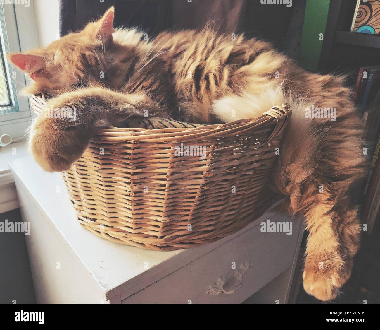 Große, flauschige orange Katze schlafen in einem kleinen Korb Katze bett Warenkorb Stockfoto