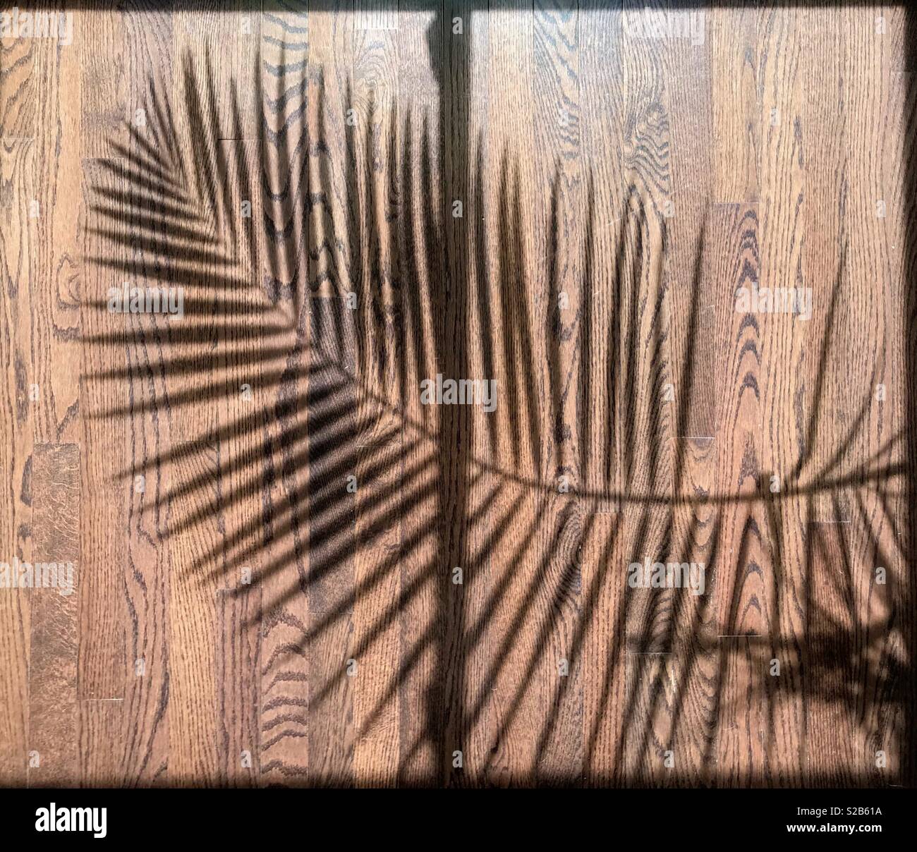 Palm Zweig Schatten in der Nachmittagssonne. Stockfoto