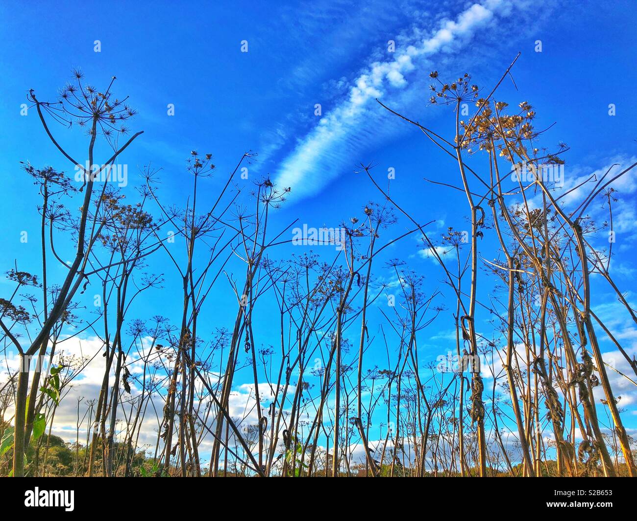 Tot samenköpfe vor blauem Himmel. Stockfoto