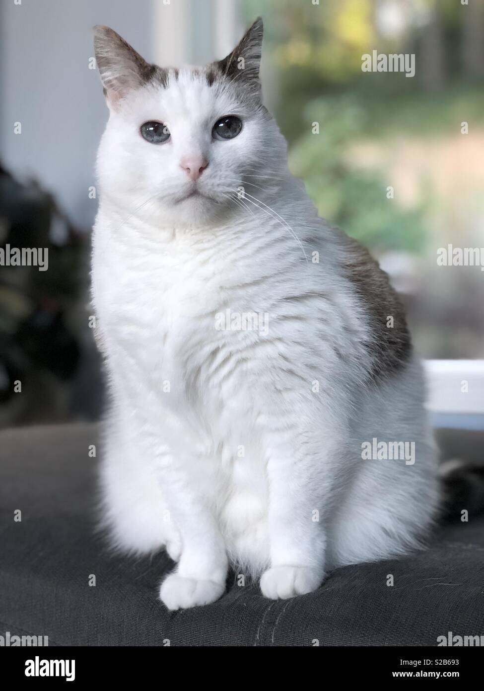 Eine weiße Katze mit großen blauen Augen. Stockfoto