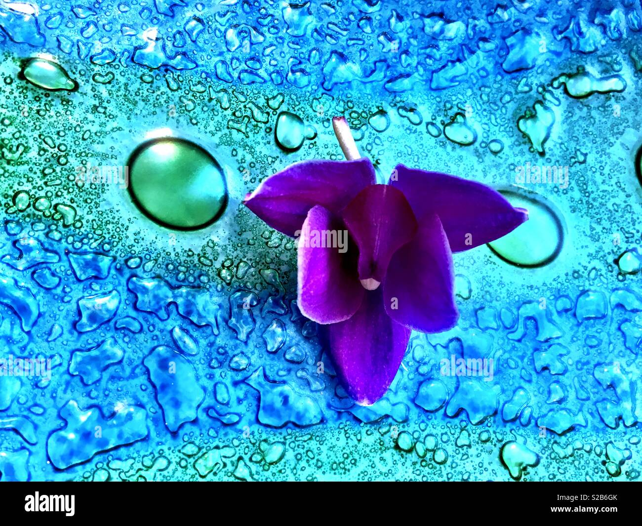 Orchidee Pflanze Blütenblatt Kopf auf coolen Hintergrund Stockfoto