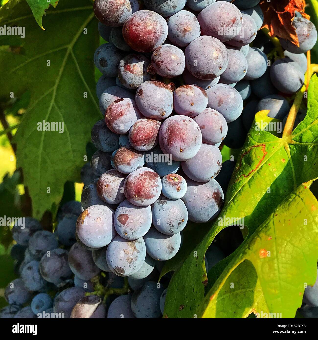 Mollige reife rote Trauben am Weinstock nur Reif für die Ernte Stockfoto