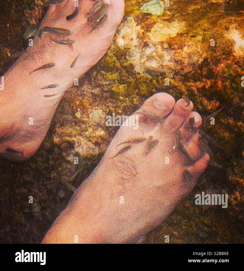 Reinigung Fische in einem natürlichen Teich - Smartphone-aufgenommenes Stockfoto
