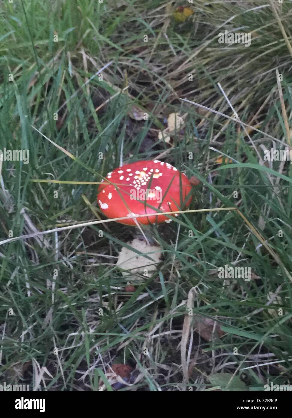 Ist, dass eine Pizza oder ein reales Leben Fliegenpilz... Stockfoto