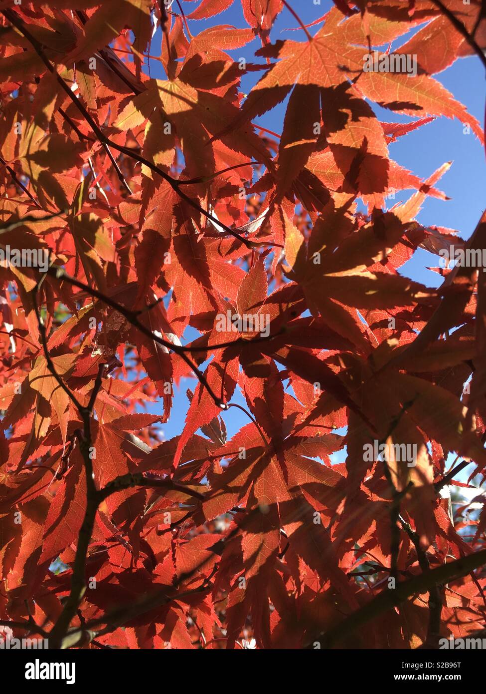 Rote Blätter Muster eines Ahorn Stockfoto