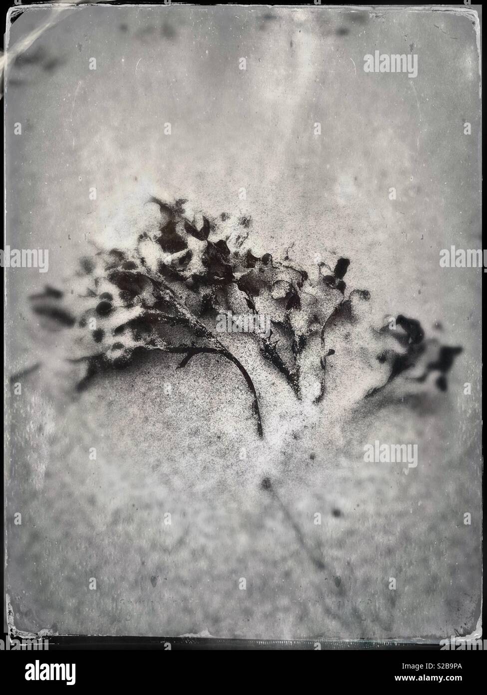 Am White Sand Beach in Schottland Algen - Smartphone-aufgenommenes Stockfoto