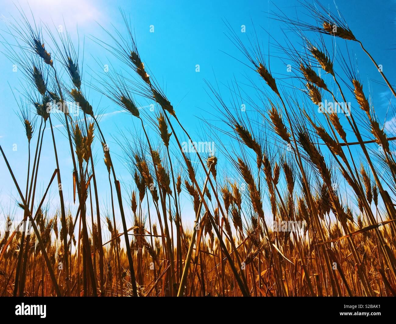 Nahaufnahme von Gerste in der Erntezeit an einem sonnigen Tag im September mit blauen Himmel im Hintergrund. Stockfoto