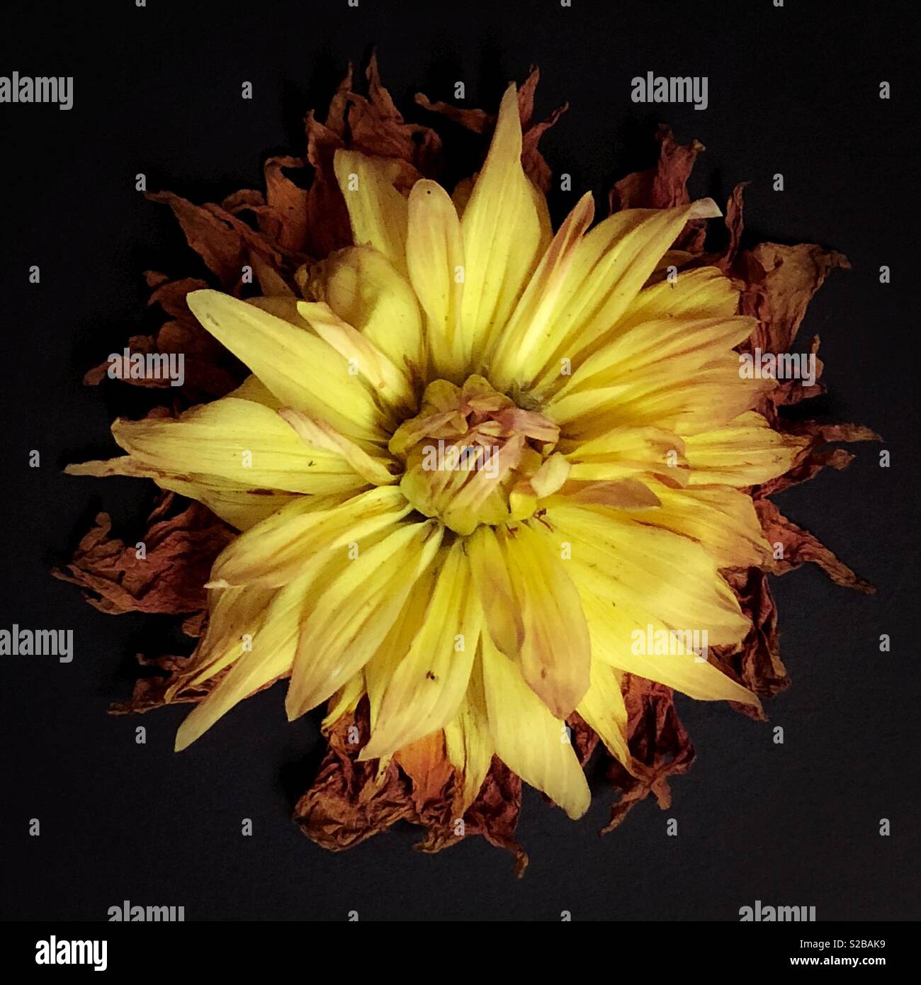 Schwarze dahlie blume Fotos und Bildmaterial in hoher Auflösung Alamy
