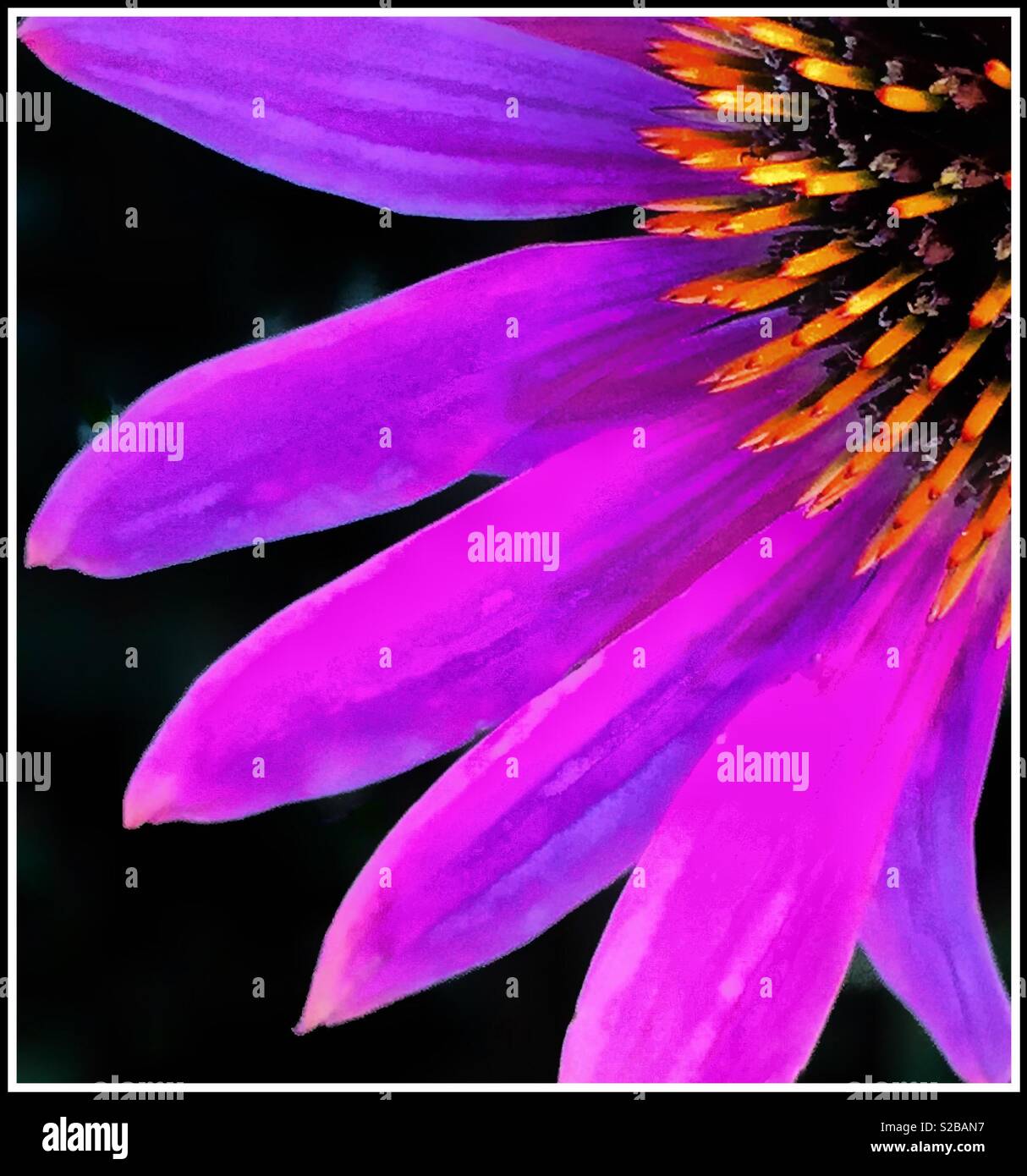 Rosa Echinacea Blume. - Smartphone-aufgenommenes Stockfoto