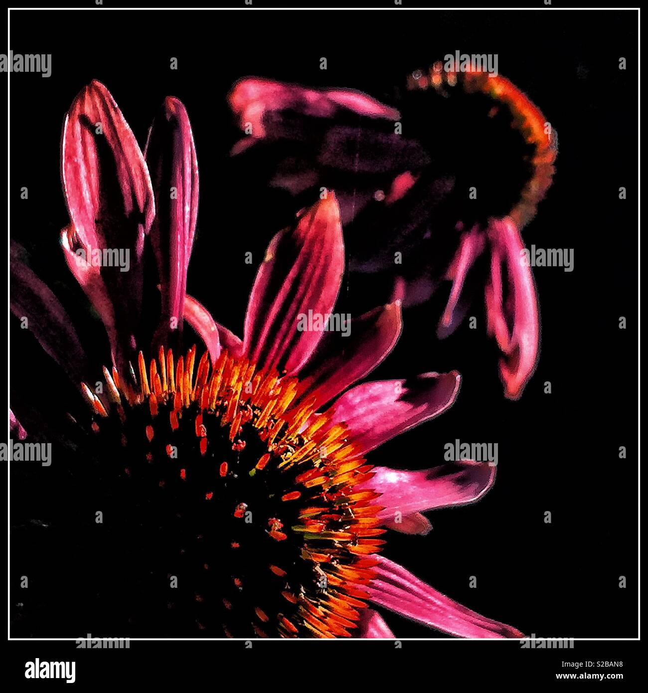 Rosa Blüten von Echinacea - Smartphone-aufgenommenes Stockfoto