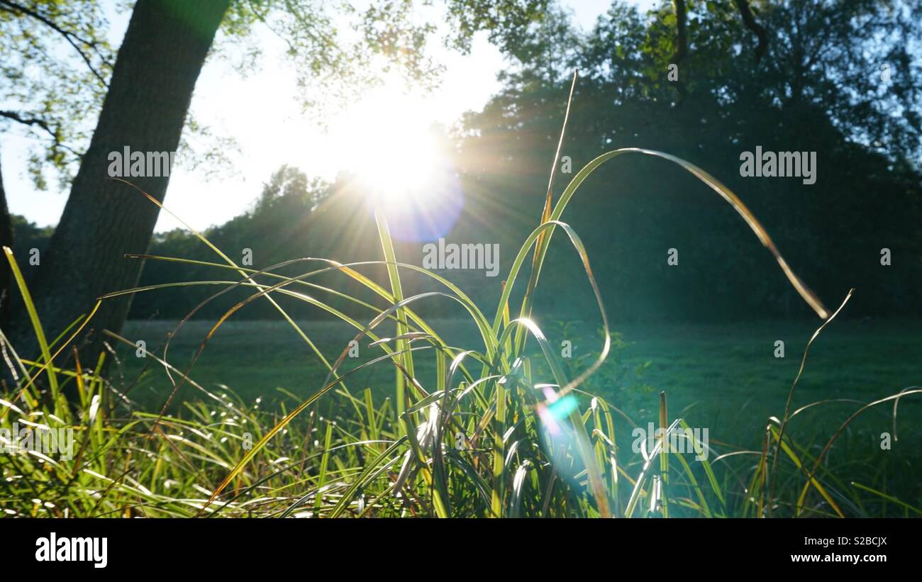 Sonnenuntergang grüne Gras Stockfoto