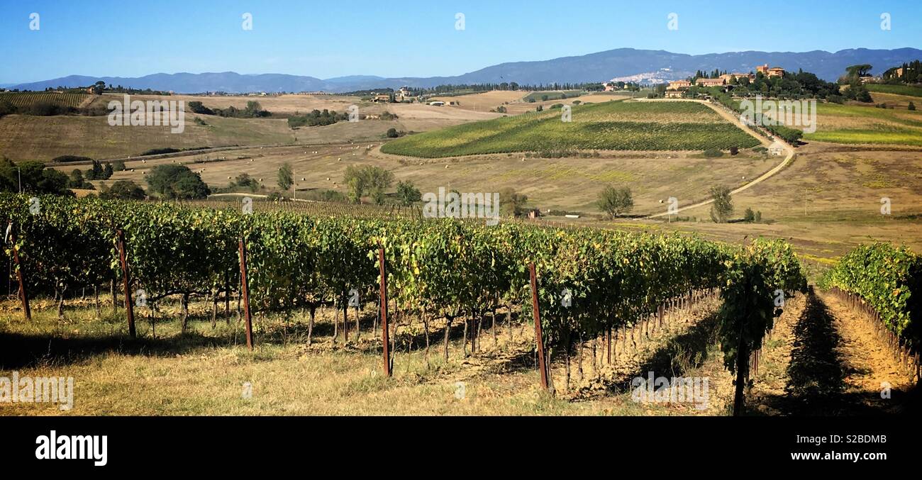 Grapevine Zeilen auf den Hügeln der Toskana, Italien Stockfoto
