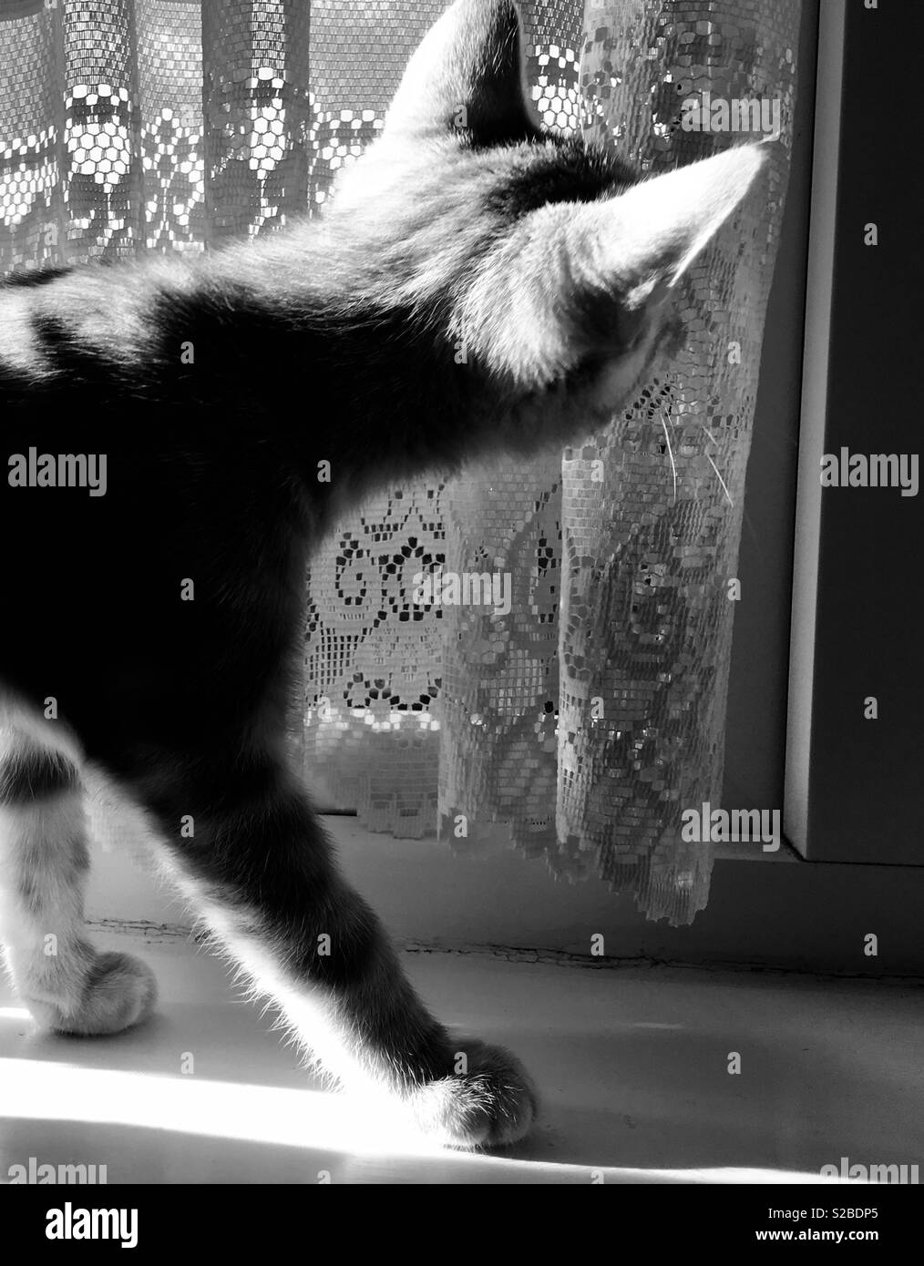 Schwarz-weiß-Bild von einem Kätzchen auf dem Fensterbrett Stockfoto