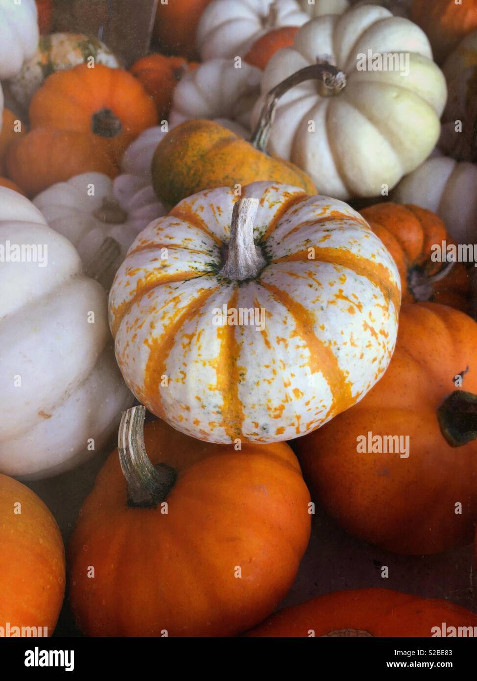 Kleine Kürbisse für Herbst Dekoration 2. Stockfoto