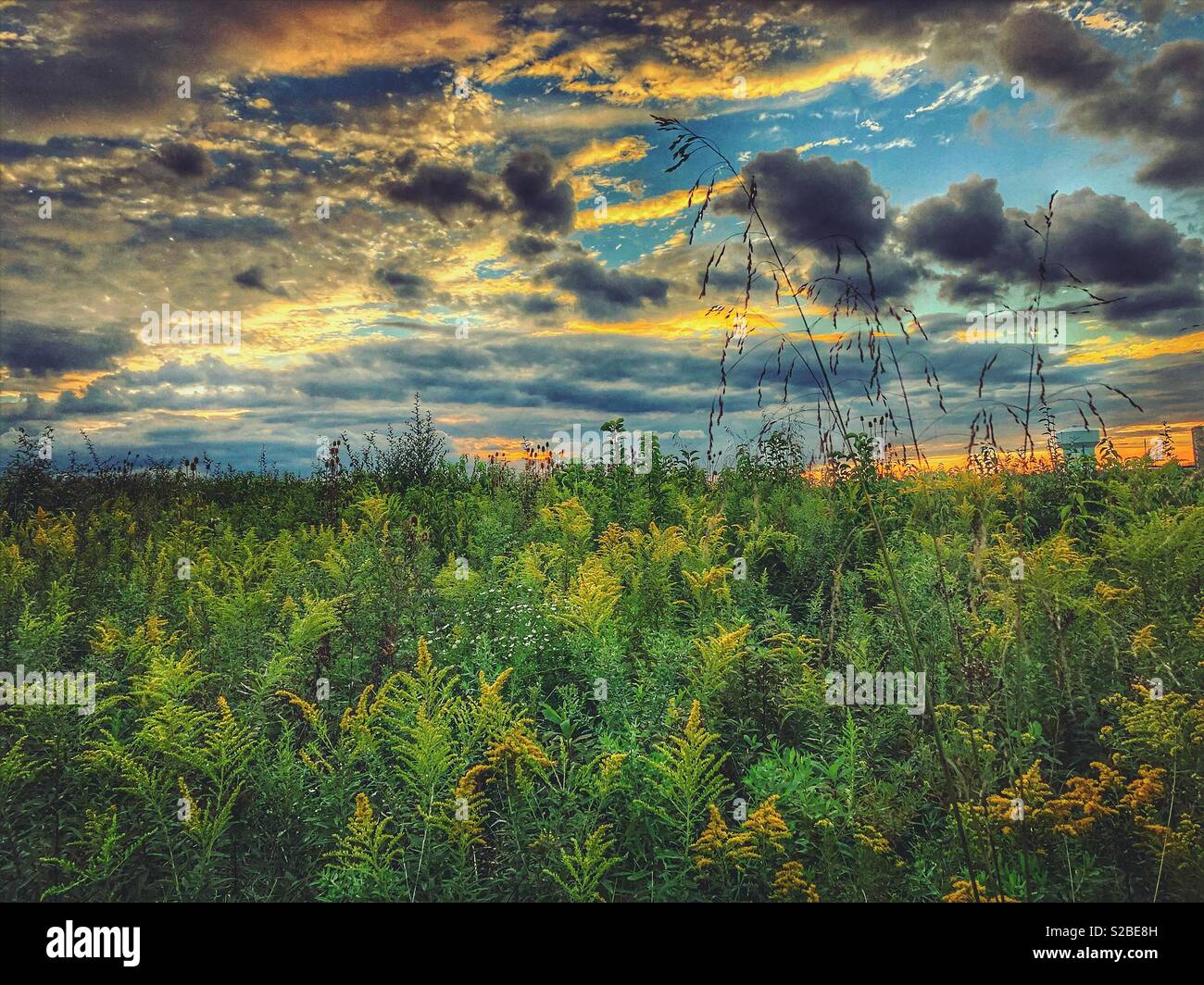 Wolken schwebt über einem Feld von goldenrods. - Smartphone-aufgenommenes Stockfoto