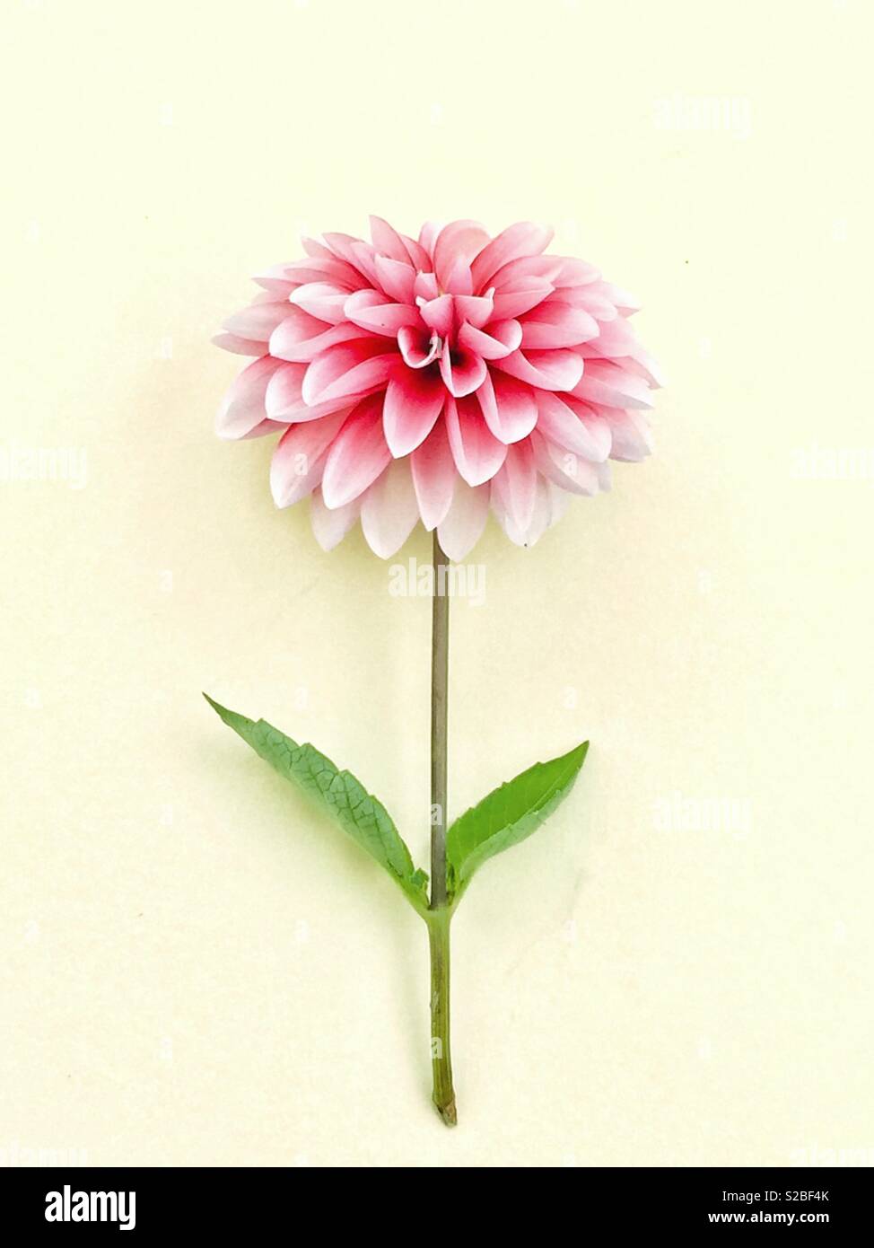 Rosa Gerbera Blume auf einem weißen Hintergrund. - Smartphone-aufgenommenes Stockfoto