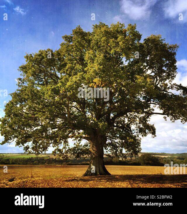 Eiche, Wiltshire, England - Smartphone-aufgenommenes Stockfoto