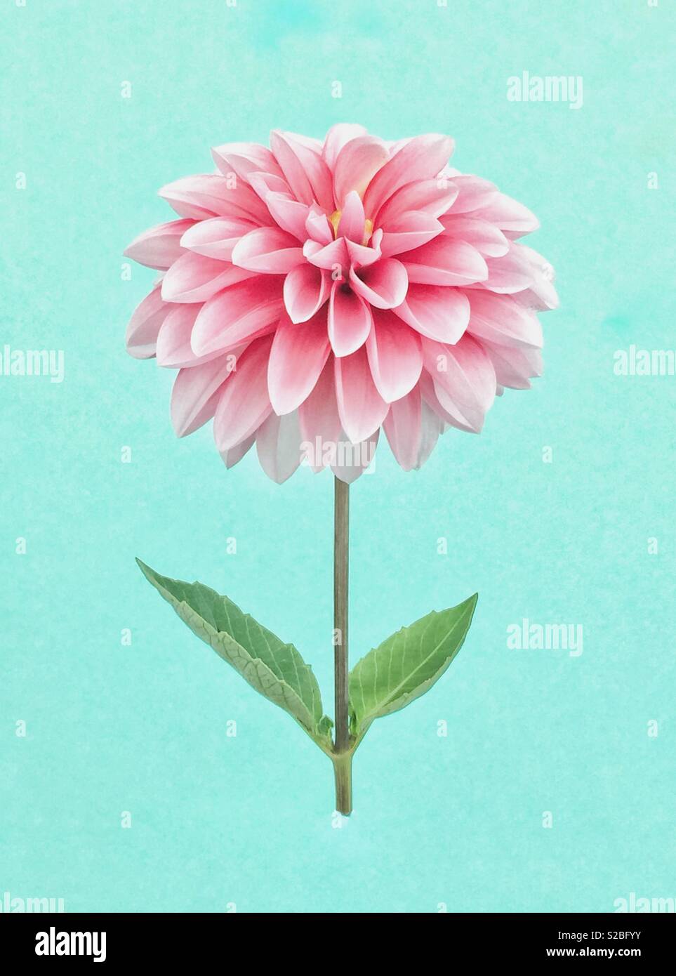 Rosa Dahlie Blume auf einem blauen Hintergrund - Smartphone-aufgenommenes Stockfoto