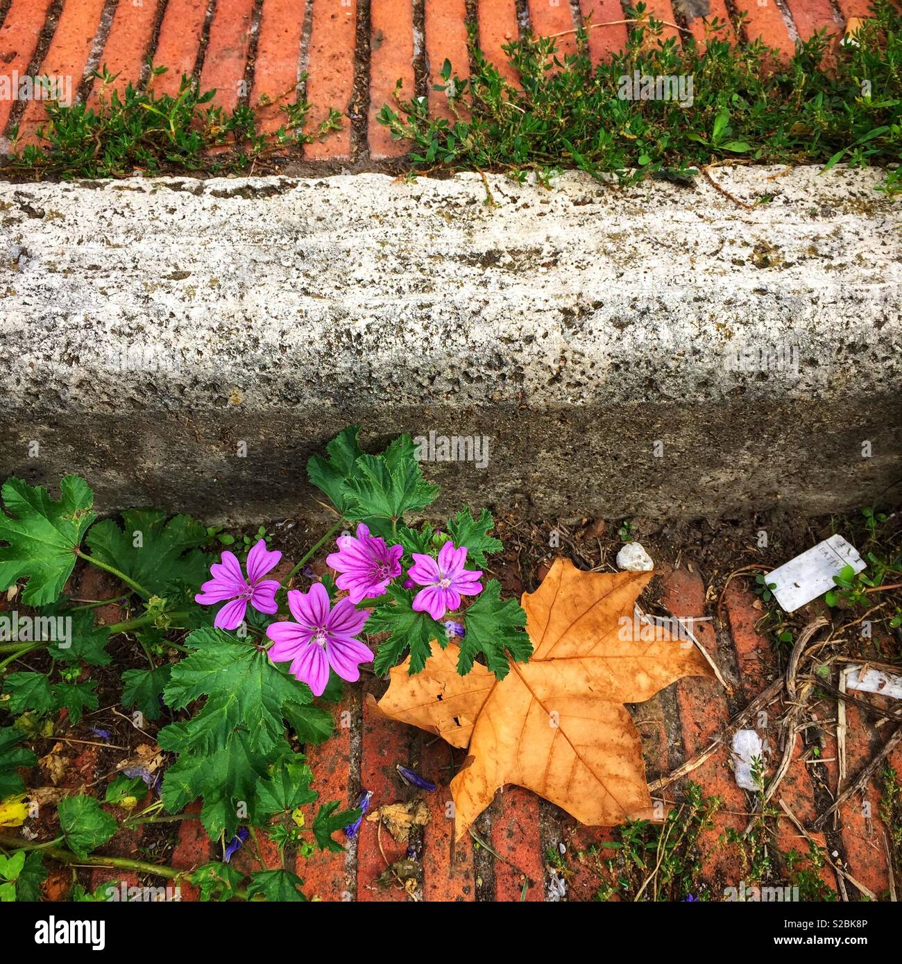 Blumen wachsen durch einen Riss in einem Treppenhaus Stockfotografie ...