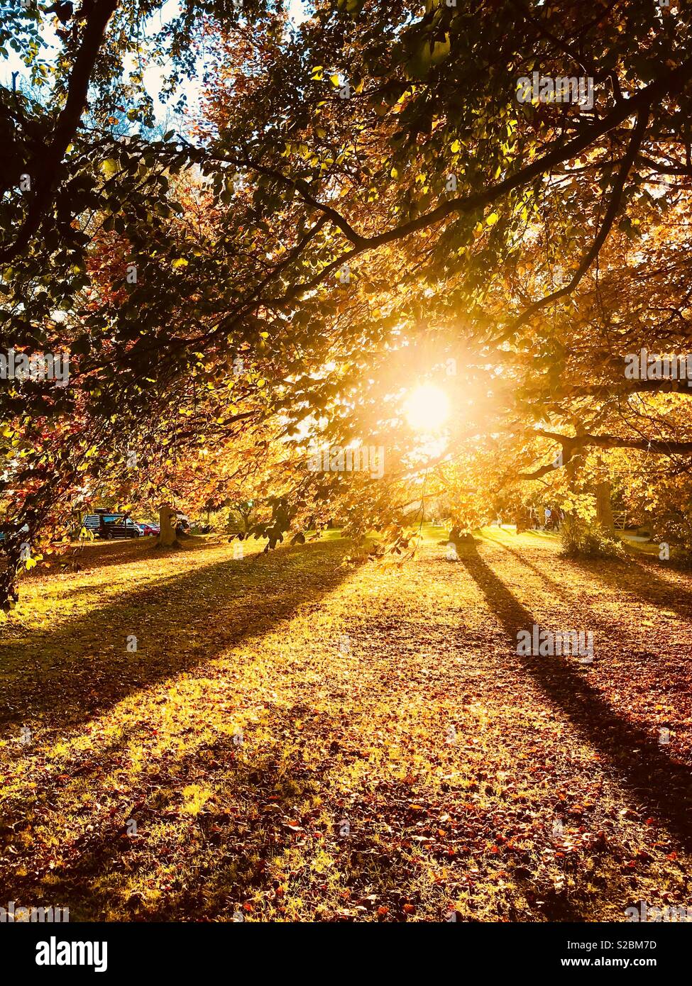 Sonne scheint durch die Bäume im Herbst bei Hever Castle Gärten in Kent Stockfoto