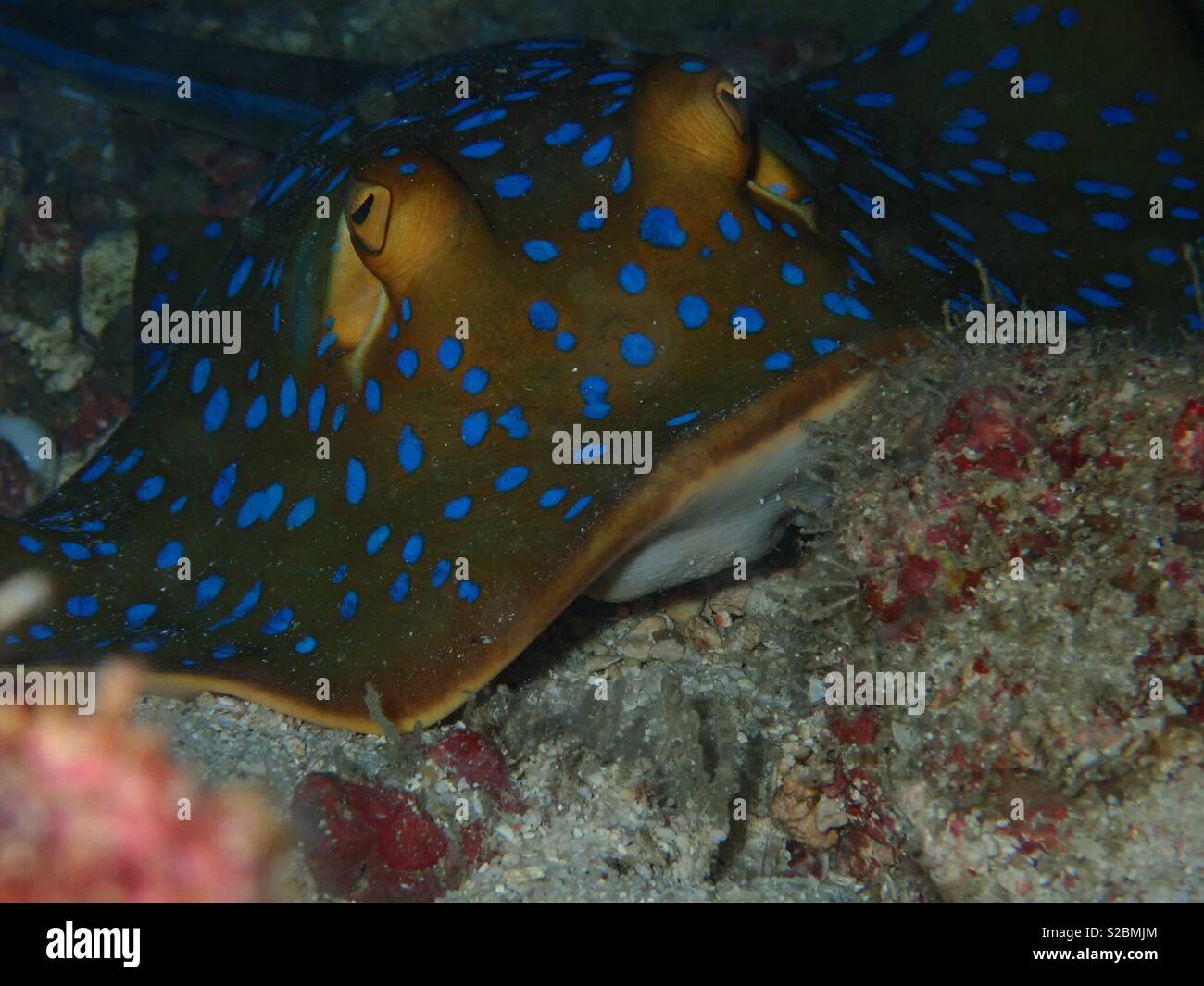 Blur Spotted Stingray zugrunde liegende Meer bei 18 Meter gefunden. Stockfoto