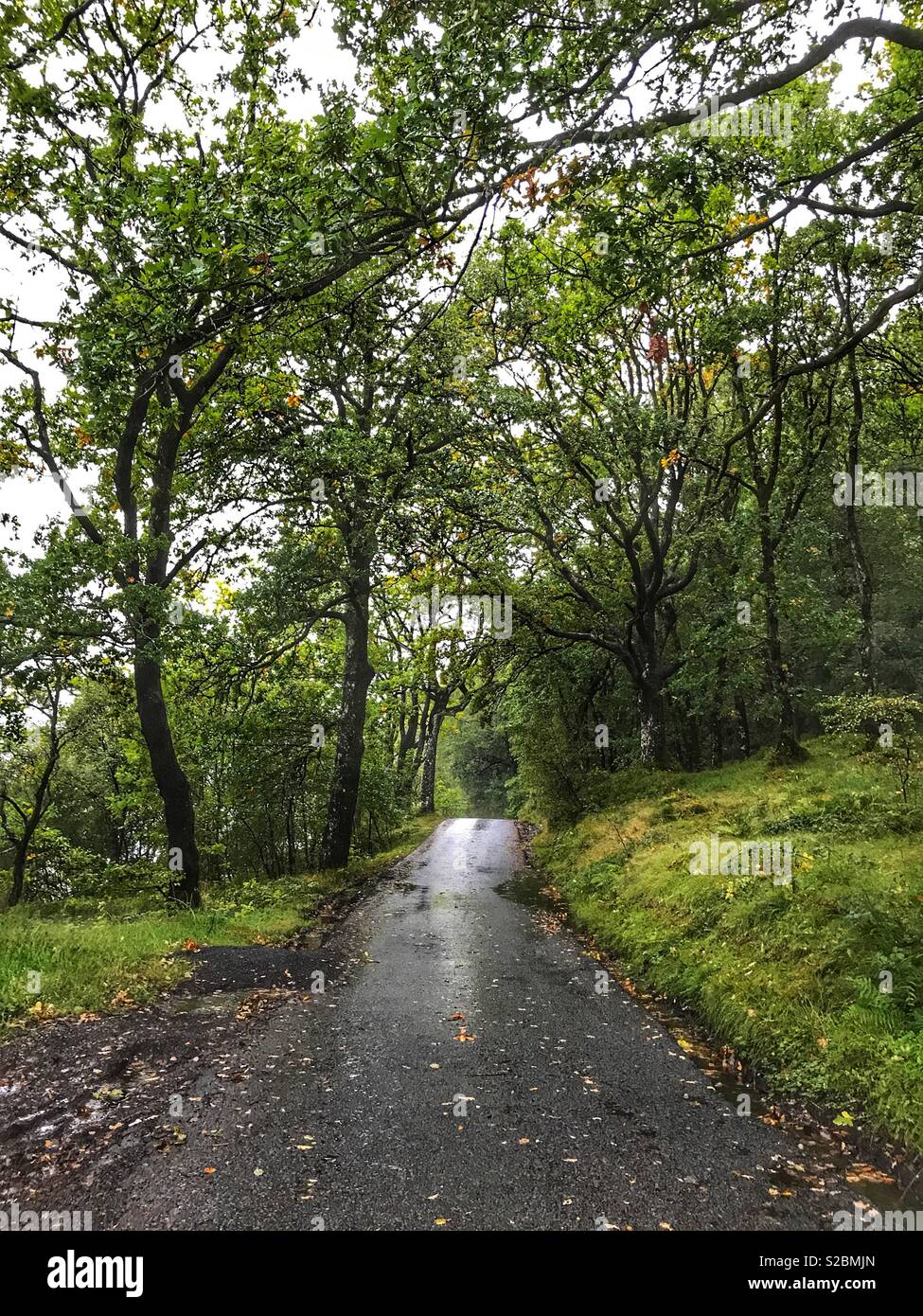 Straße nach Inversnaid im Regen, Loch Lomond und der Trossachs National Park, Perthshire, Schottland Stockfoto