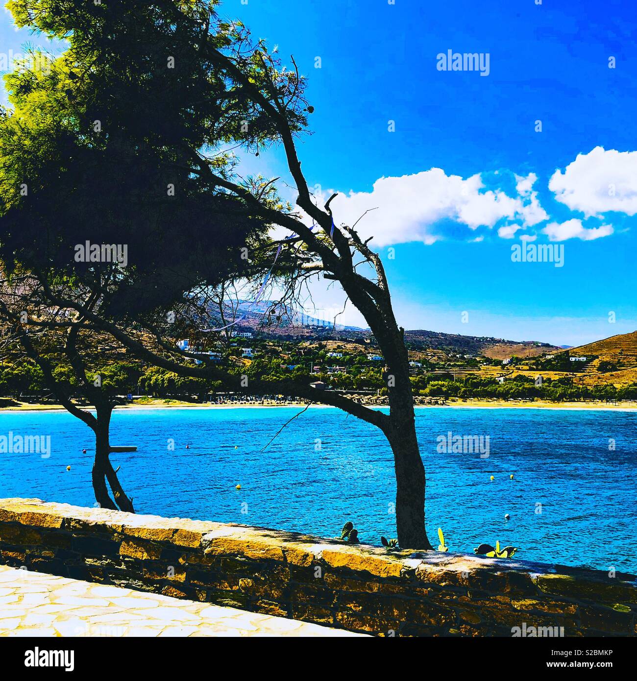 Windgepeitschte Bäume Insel Kea Kykladen Griechenland Stockfoto
