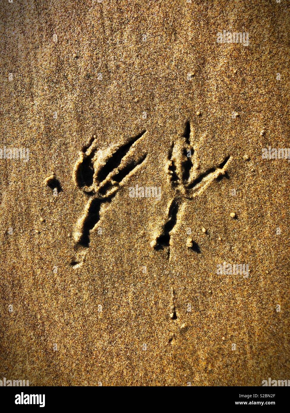 Vogel Füße Drucke in den Sand. Stockfoto