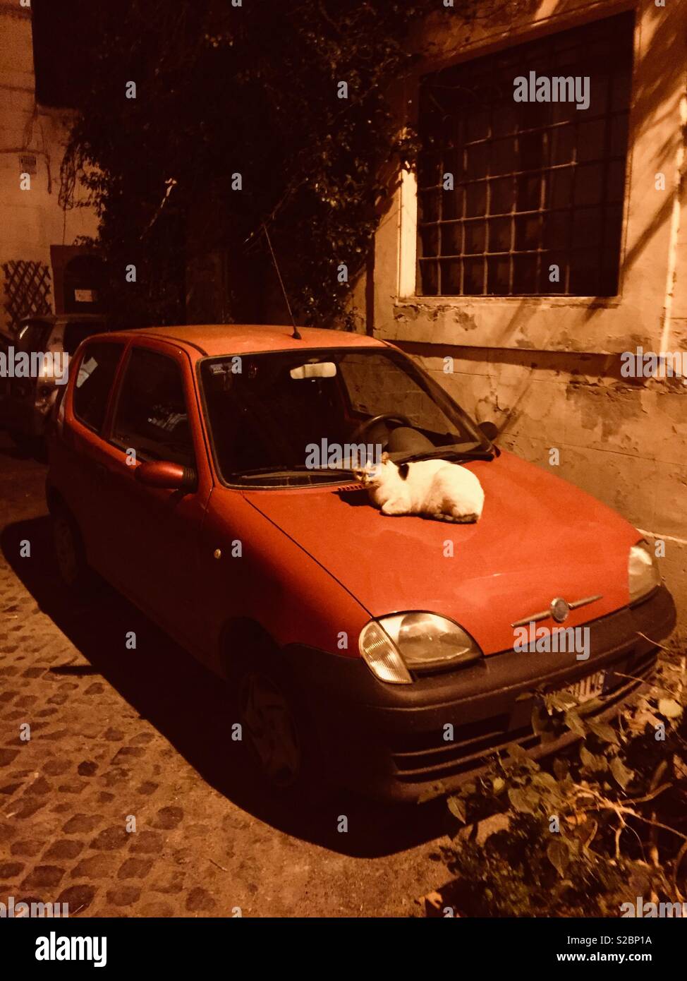 Katze auf dem Auto - Smartphone-aufgenommenes Stockfoto