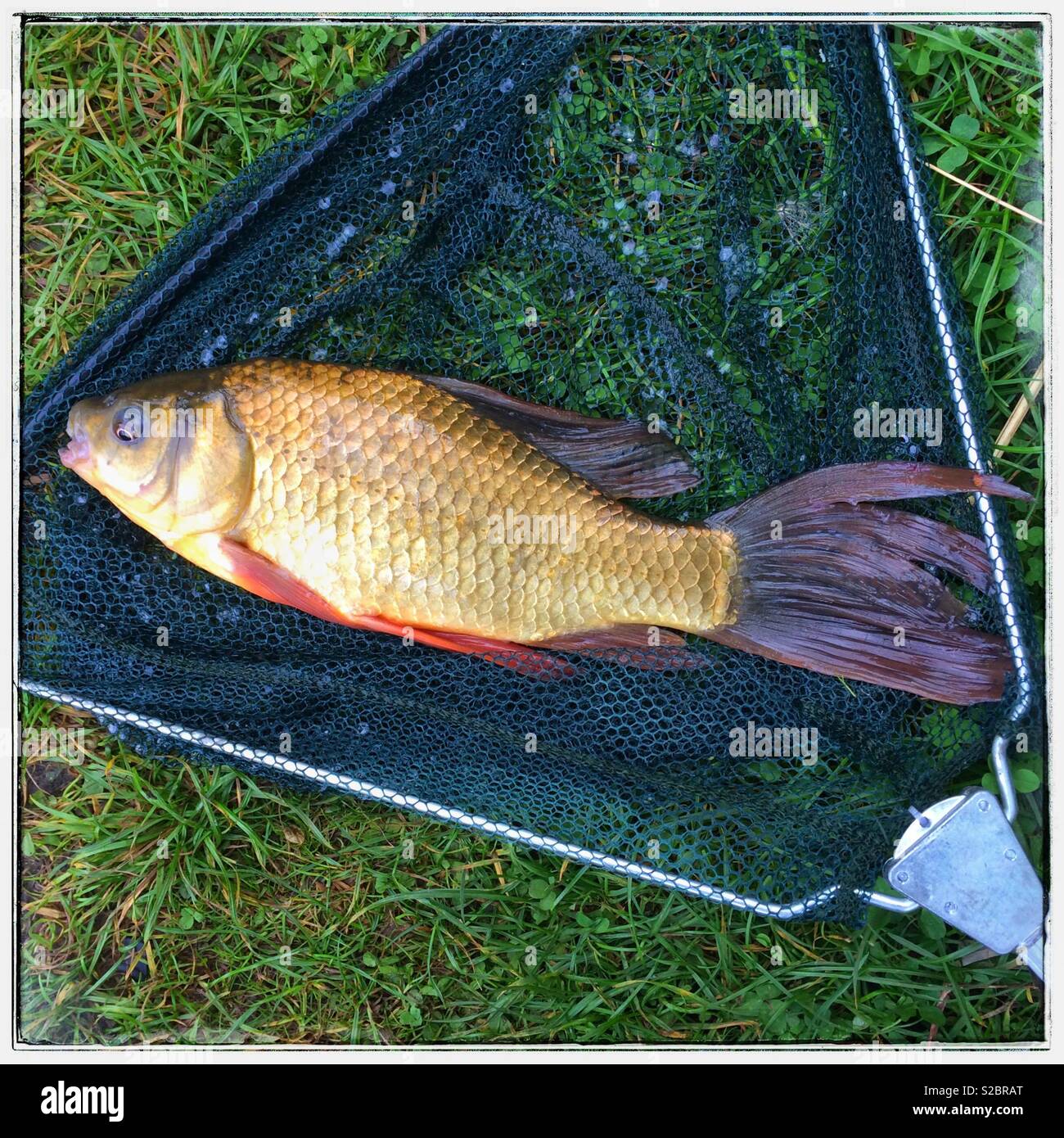 Karpfen in den Kescher Stockfoto