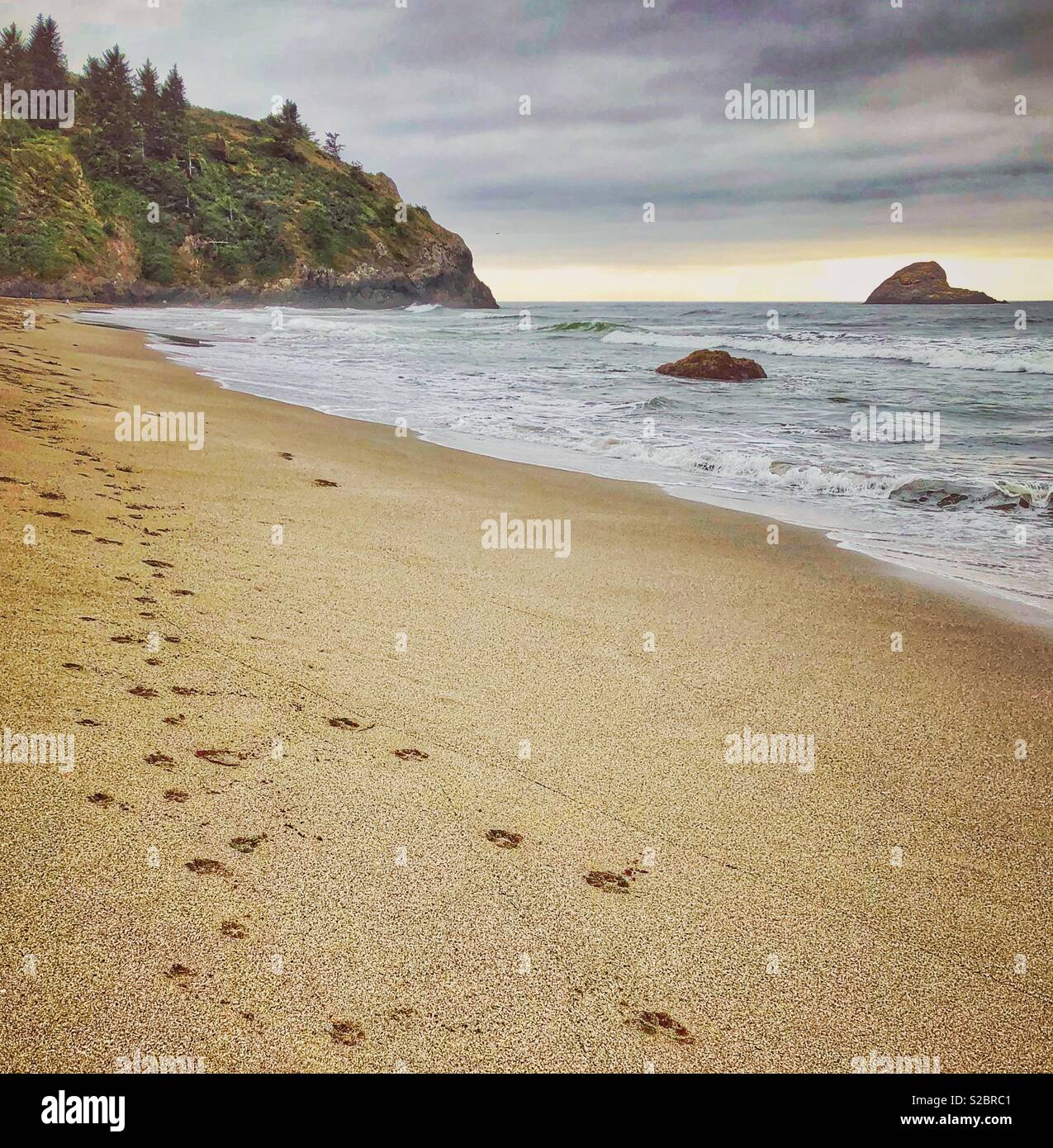 Hund Fußspuren am Strand. - Smartphone-aufgenommenes Stockfoto