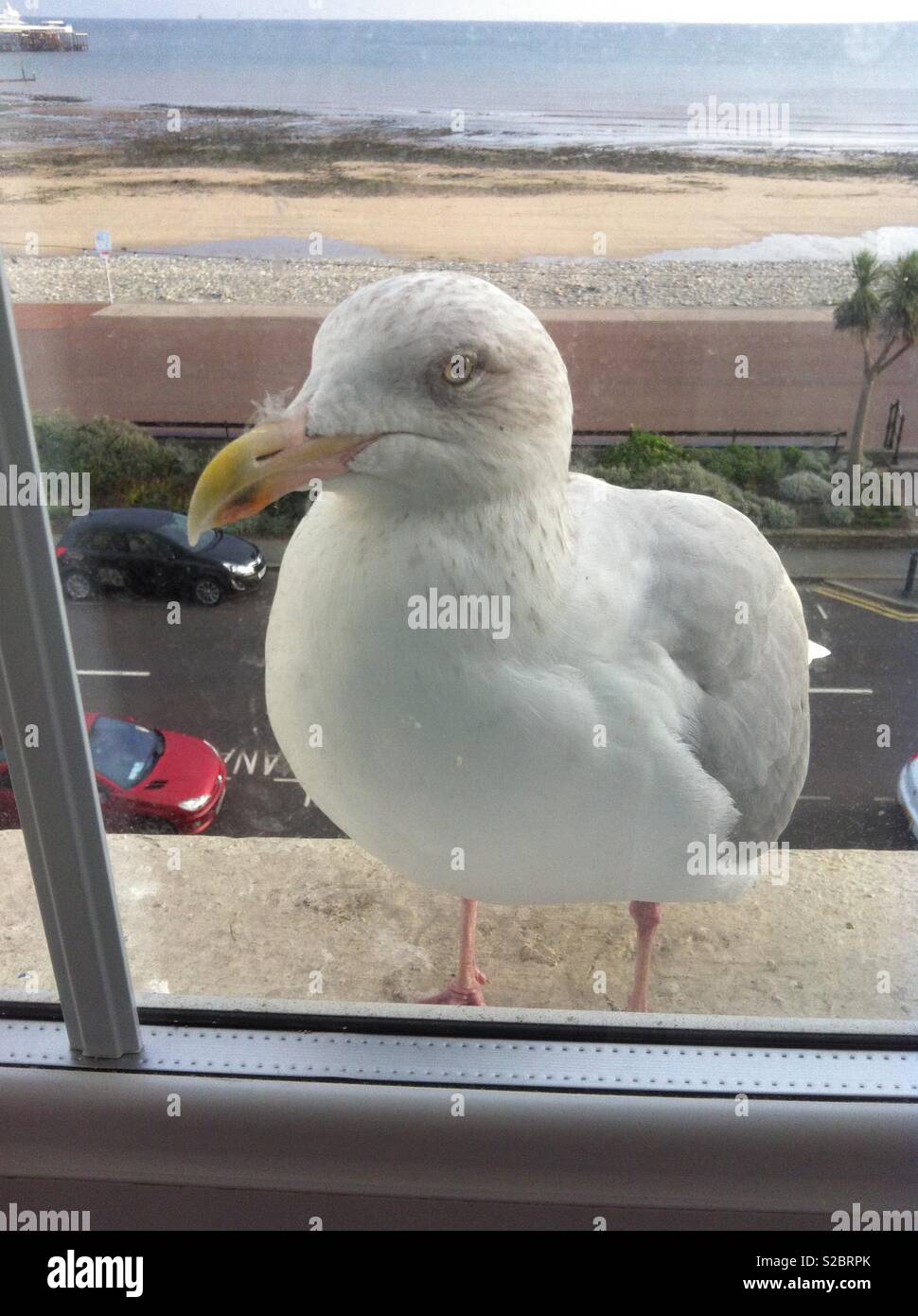 Seagull Fenster Stockfoto