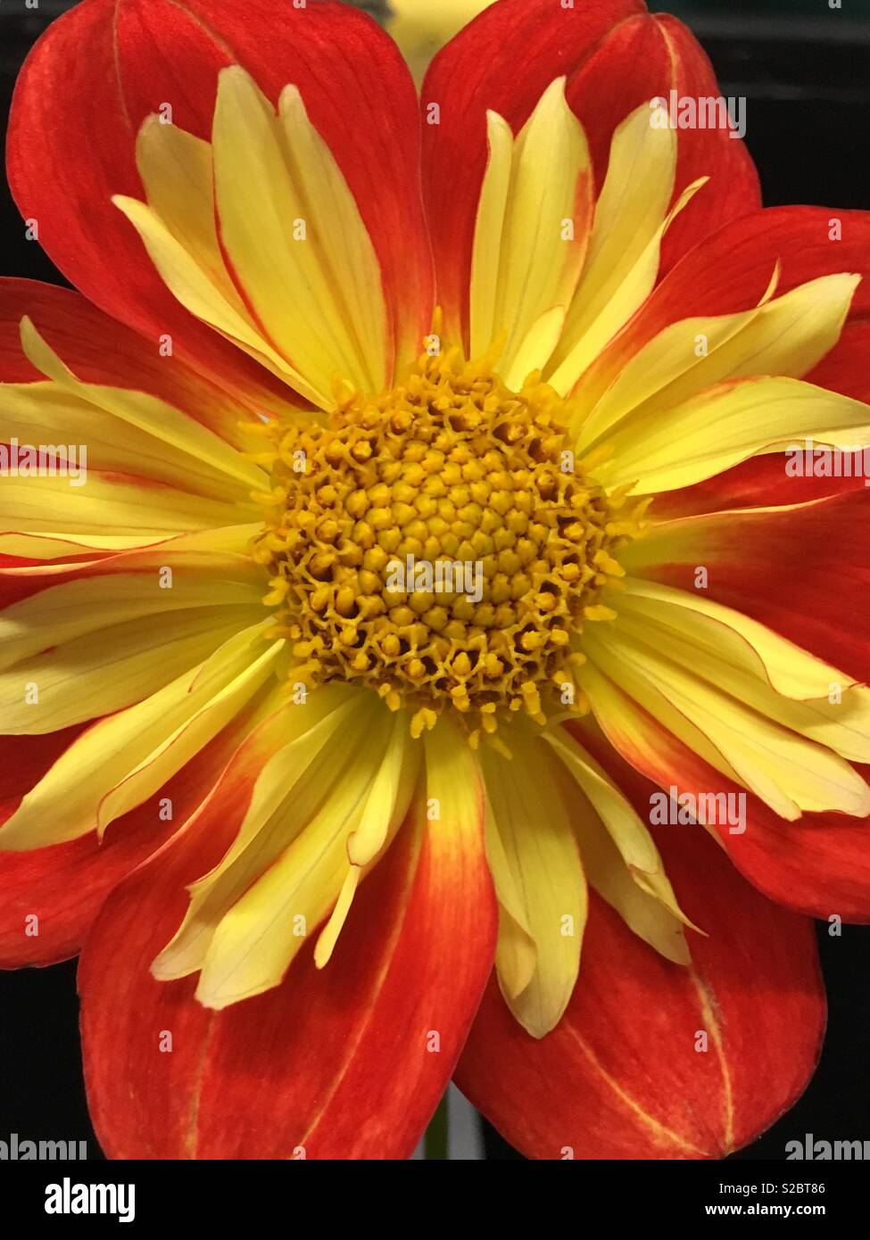 Helle Sommer Dahlia Stockfoto