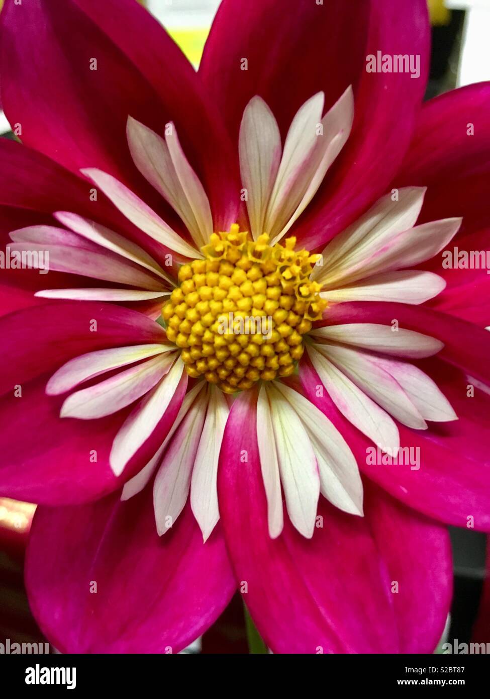 Schöne rosa und Weiße Dahlie Stockfoto