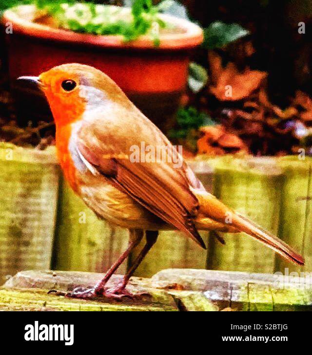 Robin auf der Suche nach Würmern im Garten Stockfoto