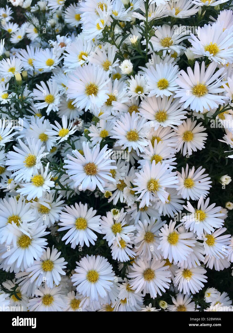 Symphyotrichum pilosum - white Frost aster Blumen Stockfoto