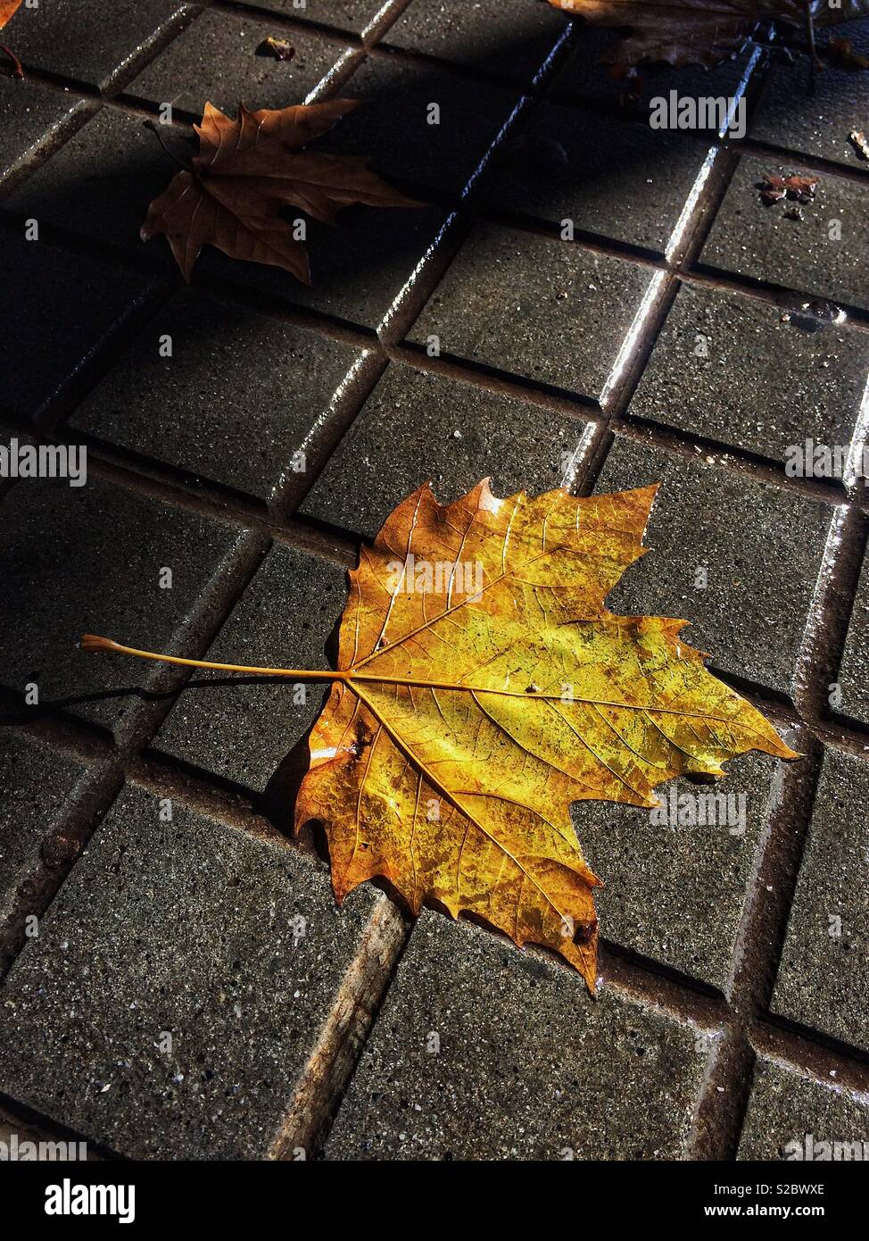 Herbst Blätter auf einem Gehsteig in Barcelona, Caralonia Stockfoto