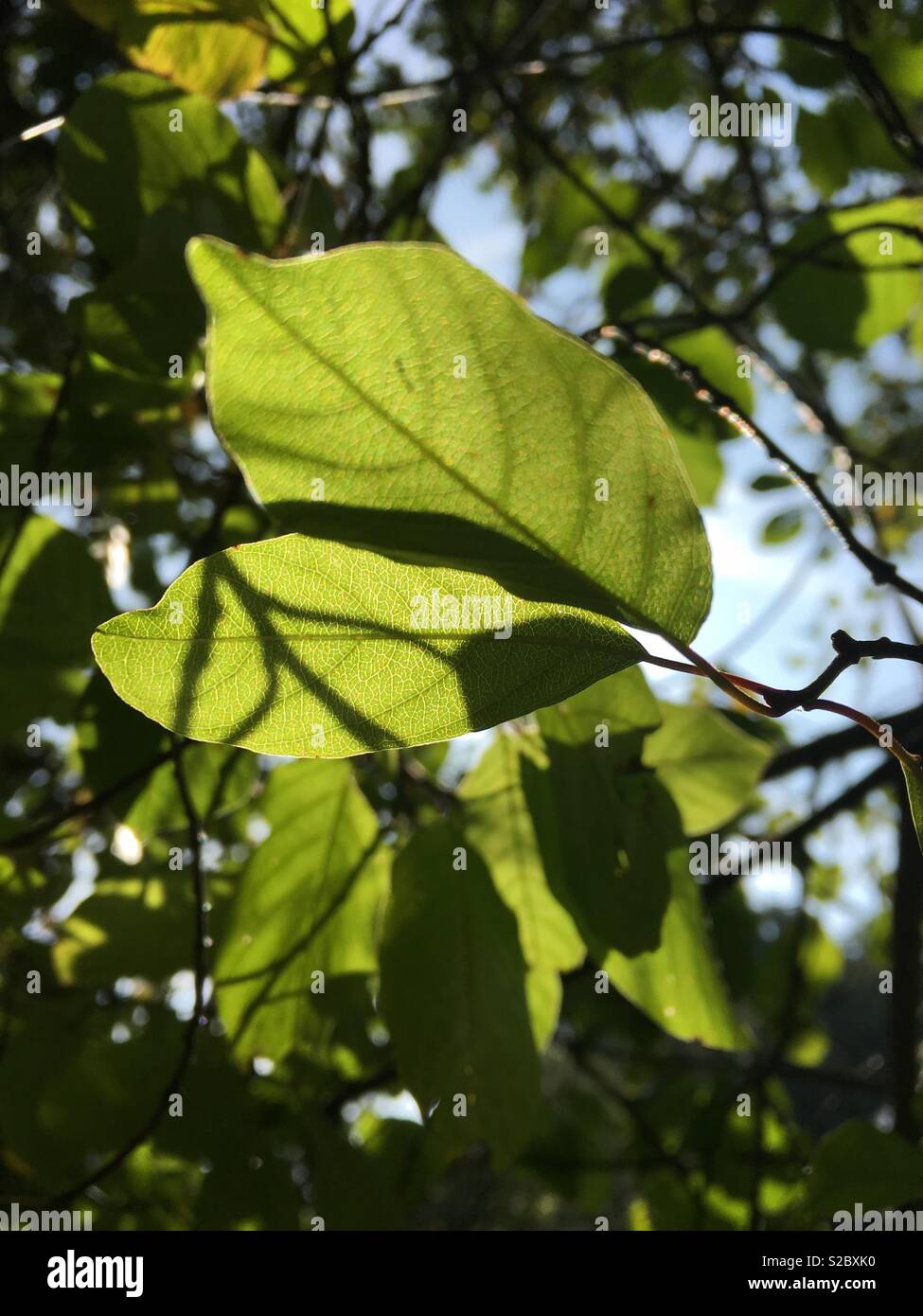 Grüne vaskuläre Laub auf einem Baum Stockfoto