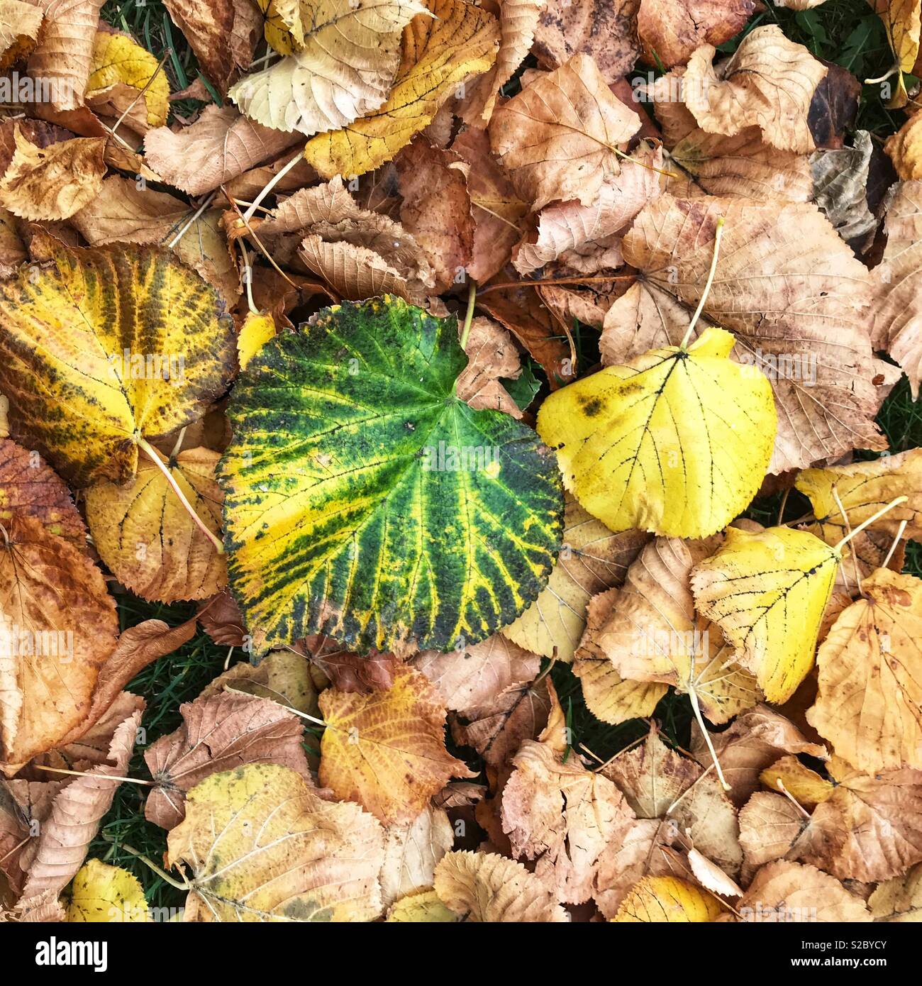 Blätter im Herbst im Oktober GROSSBRITANNIEN - Smartphone-aufgenommenes Stockfoto