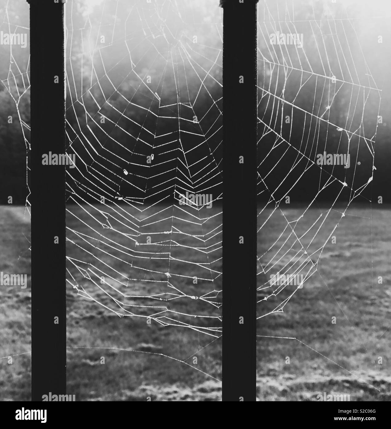Schwarz-weiß Bild von Spiderweb durch Licht beleuchtet - Smartphone-aufgenommenes Stockfoto