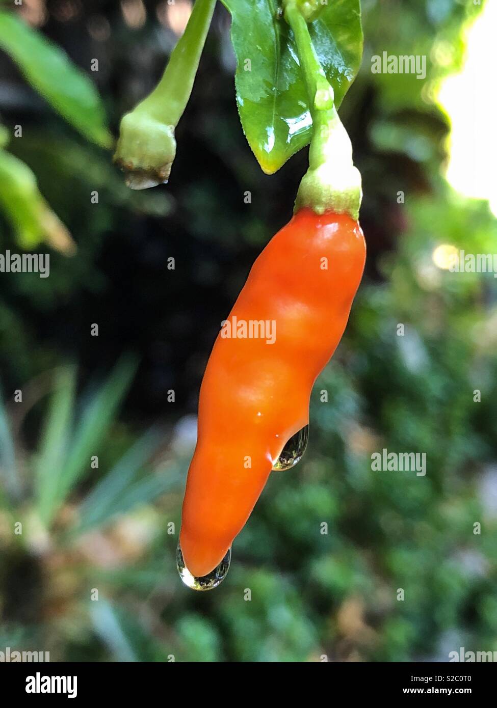 Red Chili auf der Anlage nach dem Regen. Stockfoto