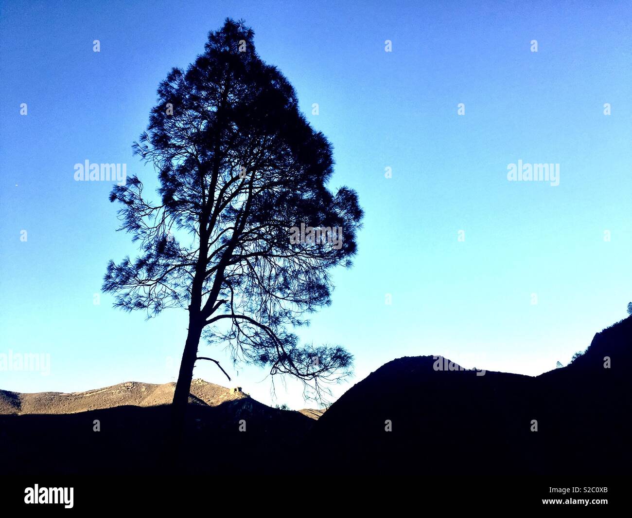 Baum auf einem Bergrücken bei Pinnacles National Park. Stockfoto
